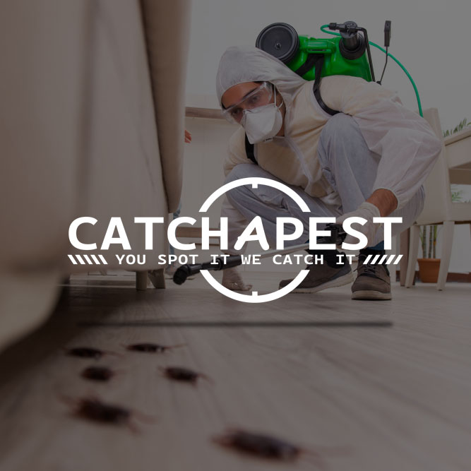 Catch a Pest website